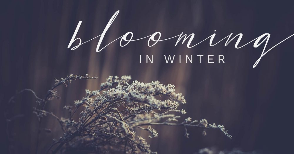 Blooming-in-Winter